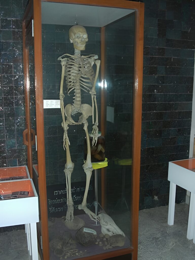 Skeleton displayed in a glass box, inside Ajahn Chah's Wat Pah Pong monastery.